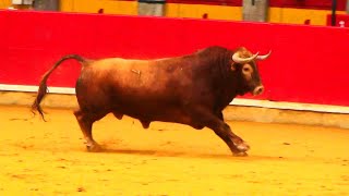 Zaragoza 2016 C. de España de Cortes1º