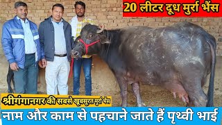 20 Letter Milk 👍 सुपर क्वालिटी मुर्रा भैंस। Murrah Buffalo For Sale Sri Ganganagar Rajasthan