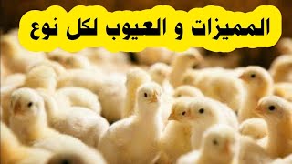 أنواع الكتاكيت البيضاء و مميزات وعيوب كل نوع