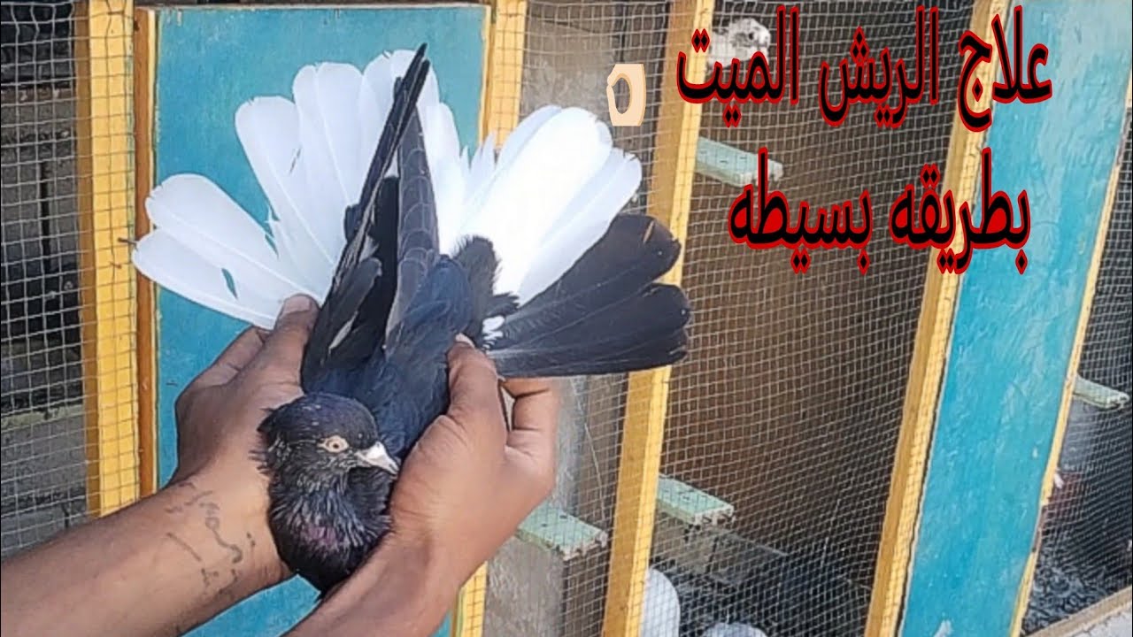 علاج الريش# الميت في الطير