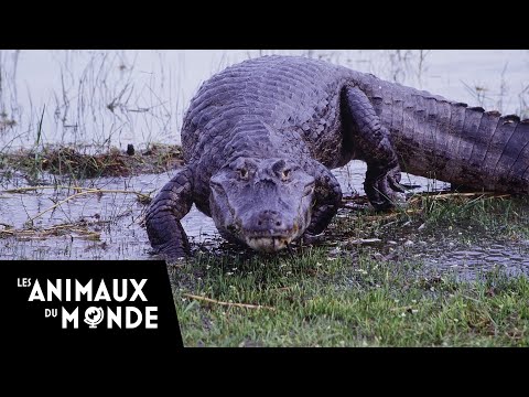 Vidéo: Marais Spectaculaire