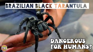 Brazilian Black Tarantula Features & Facts