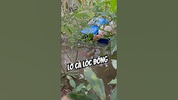 Đặt lờ dính con cá lóc đồng to chà bá đồng tháp mùa nước nổi #batcamientay #batcadong #mientay