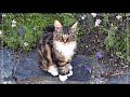 Котята мейн куны, 7 серия. Анфиса, первый трофей