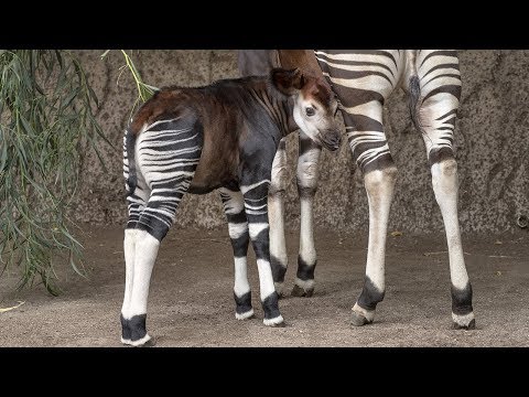 Fun Facts for World Okapi Day