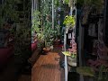 Bedroom में plants के साथ.. #bedroomplants #plantcaretips #indoorplants #gardeningtips #garden