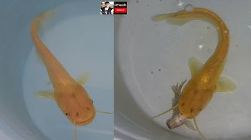 Review Cá Cảnh, Nuôi Cá Nheo Bạch Tạng (Albino) Trong Xô Nước Làm Cảnh Không Cần Oxy