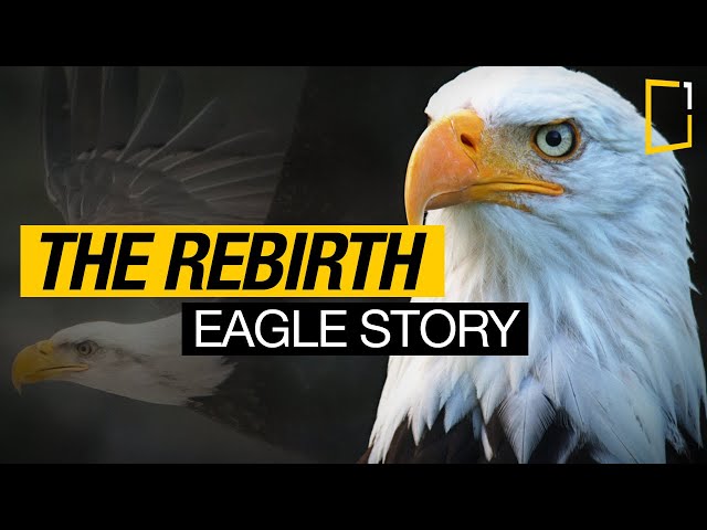 The Rebirth of the Eagle Inspiring Story | Change for Survival class=