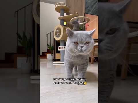 Video: Cara Membuat Menara Kucing Sendiri atau Pokok Cat