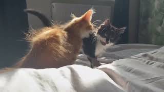 Extra fluffy girl & boy ‍⬛ #cats #funnykittens #cute #kittensofyoutube #therapy  #gatos