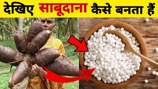 साबूदाना कैसे बनता है | Sabudana Kaise Banta Hai |  How its made Sago | Sabudana Manufacturing