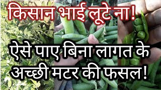 मटर की खेती बिना किसी खास लागत के| Waste decomposer result on pea|pea farming in india|zbnf in india