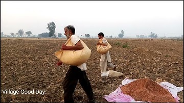 Sowing wheat seeds with broadcast (chatta) method in Punjab