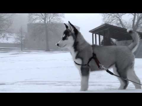 ჰასკის ლეკვები / haskis lekvebi