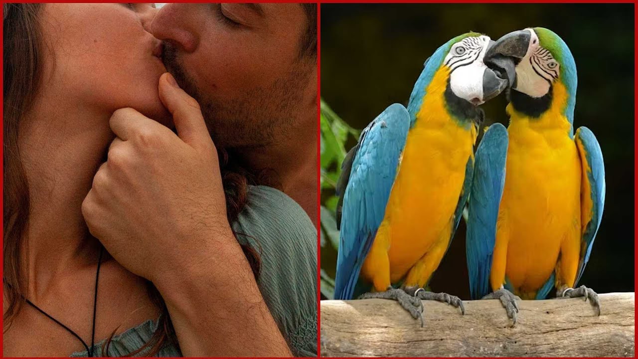 Do animals and birds have the same feelings as Humans