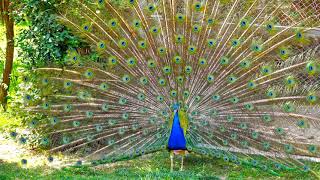 Cả nhà viewI những vũ điệu múa của chim công, chim công kêu, beautiful Peacock