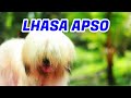 സുന്ദര കുട്ടൻ Lhasa apso [ECO OWN MEDIA] Cute puppy Malayalam