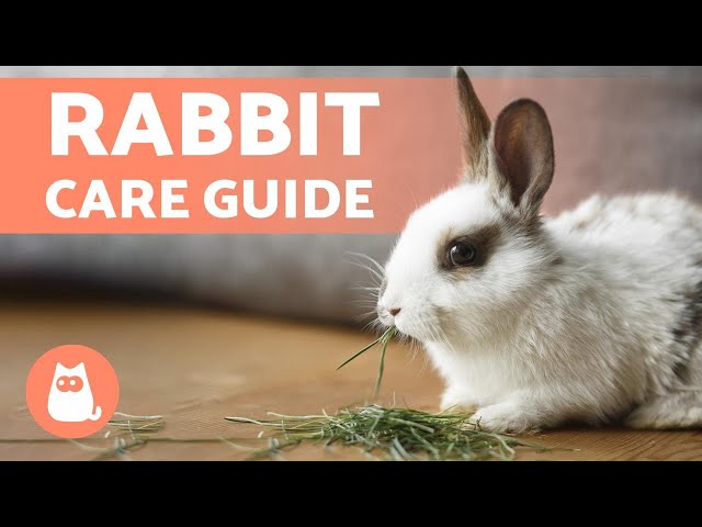 How to TAKE CARE of a RABBIT 🐰 Complete RABBIT CARE Guide class=