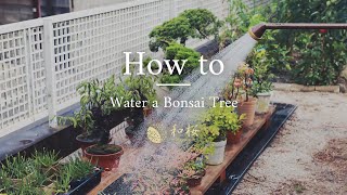 How Do You Water Bonsai Trees || Wazakura Japan