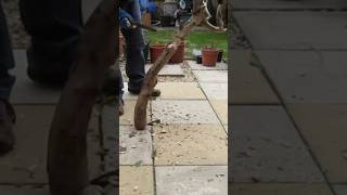 PARTIENDO un TRONCO con un CUCHILLO de SUPERVIVENCIA‼️😱| #cuchillo #knife