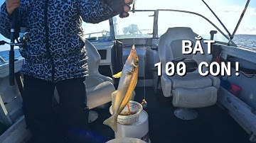 Được Bắt Cá Đục Giới Hạn 100 Con | Bagged Out on Whiting Fish! | #24 | Đức Ở Úc Câu Cá