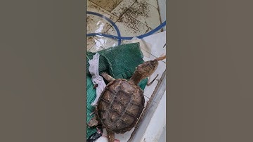 RÙA CỔ ĐẠI SĂN MỒI