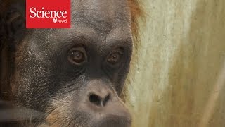 Humans aren’t the only great apes that can ‘read minds’