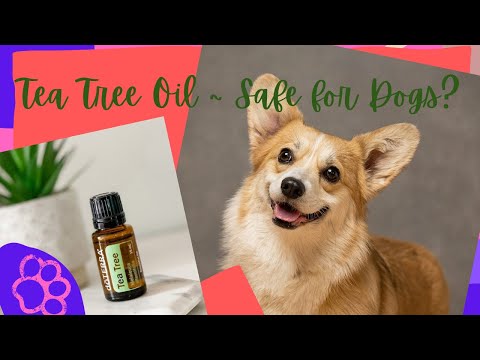 Video: Ar arbatmedžio aliejus yra saugus šunims?