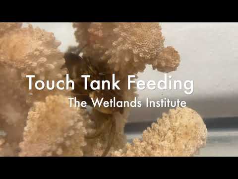 AF: Touch Tank