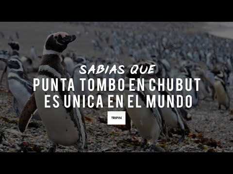 El Area Natural Protegida Punta Tombo en Chubut es única en el mundo.