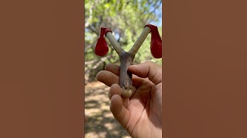 Survival Skills：Customized Slingshot — Kid-Friendly and Fun #outdoors #camping #bushcraft #survival