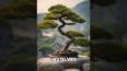 The Fascinating World of Bonsai ile ilgili video