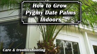 How to Grow Pygmy Date Palm || Phoenix roebelenii Houseplant Care screenshot 3