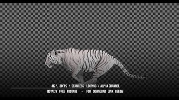 White tiger runs jumping. Animal isolated for your background. Alpha channel is included.