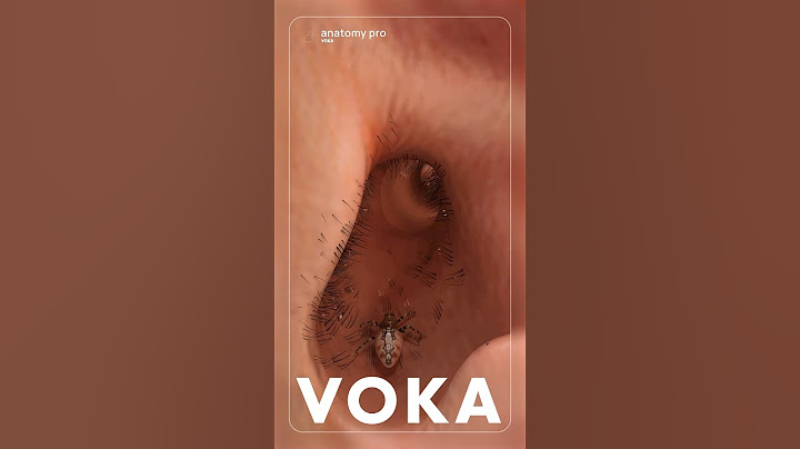 What would happen if a spider got into your ear? Explore in 3D!
