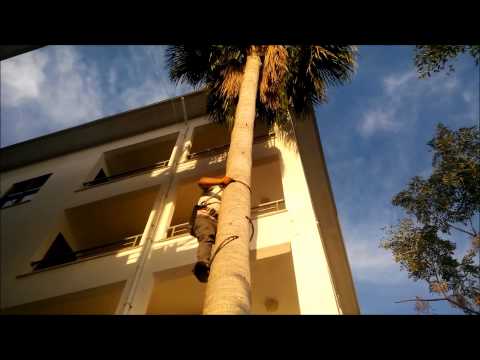 Video: Palmiye Ağacı Budama - Bir Palmiye Ağacını Nasıl ve Ne Zaman Budamalı