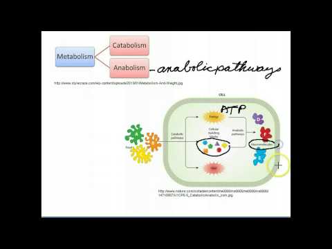 Catabolic and anabolic pathways in cellular metabolism
