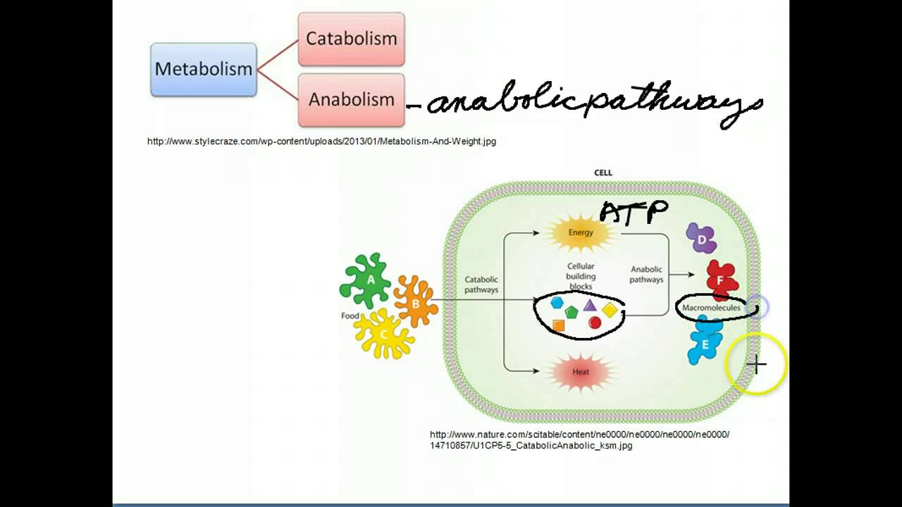 catabolic and anabolic pathways youtube