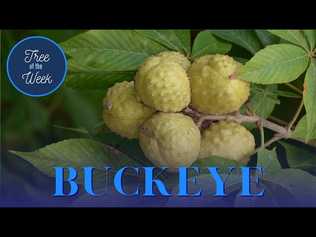 Tree of the Week: Buckeye class=
