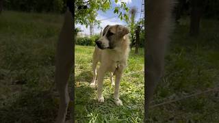 Yine Eski Videolardan #Dog #Hayvanlarısevelim #Hayvanlarıkoruyalım