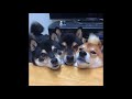 shibas with yoshi sounds (yoshibas)