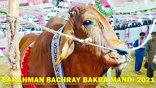 Cow Mandi 2021 - Atang Cow - Mandi 2021 - Red Barahman Bachray