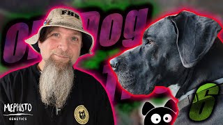 OLD DOG, NEW TRICKS - PART 6 | Mephisto Genetics Guava Fig Day 44-55