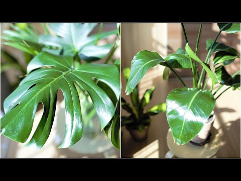 How To Polish Houseplant Leaves