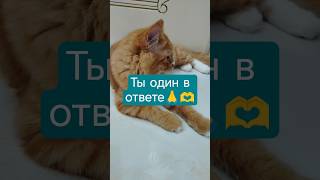 Ты один в ответе Котик Тэо #cat #популярное #позитив #кот#юмор #keşfеt #Тэокот#рыжийкот #love #fun