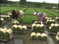 Rice Seeding 水稻育苗設備