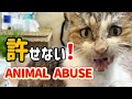 アニマルコミュニケーターが聞いた...保護猫ノンちゃんの壮絶な過去