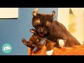 This Cat Is An Enigma. Until A Doppelganger Showed Up | Cuddle Buddies