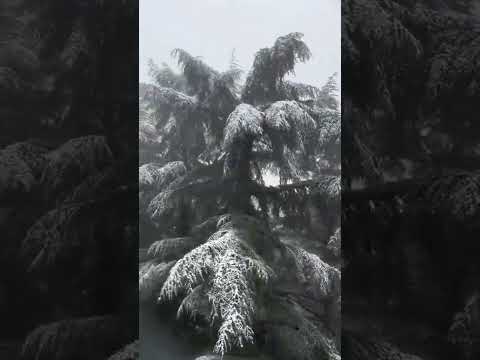 Les Grands Hommes Parlent De L Algerie Abed 213