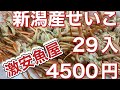 令和6年11月2日の激安魚屋@福井県敦賀市相木魚問屋
